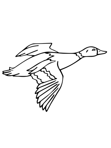 Flying Mallard Drake Coloring page