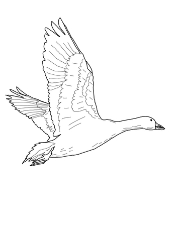 Flying Snow Goose Coloring page