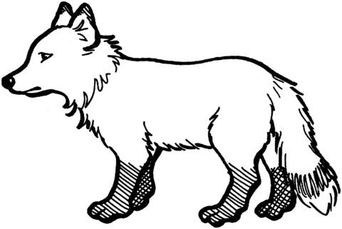 Red Fox 4 Coloring page