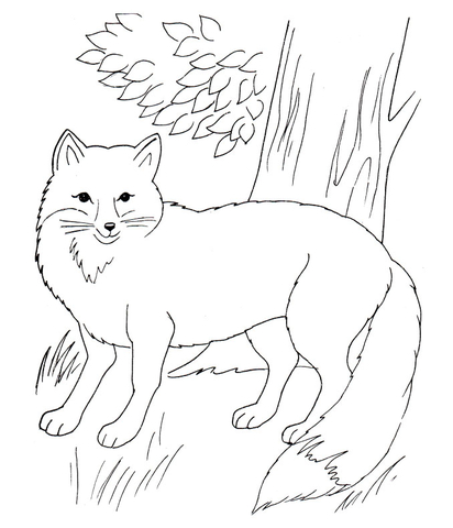 Red Fox in the forest Coloring page