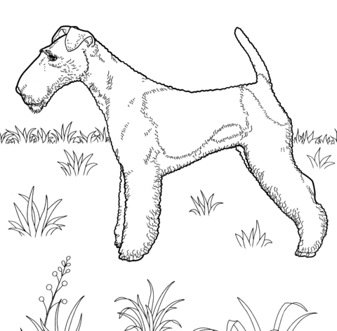 Fox Terrier  Coloring page