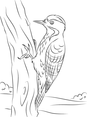 Fulvous Breasted Woodpecker Coloring page