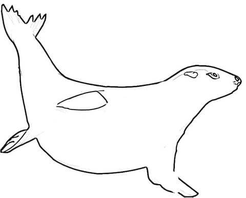 Fur Seal Underwater Coloring page