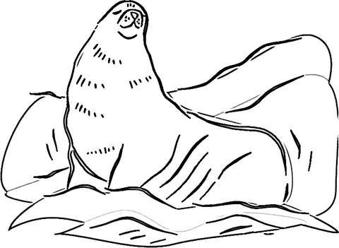 Fur Seal On The Ice Coloring page