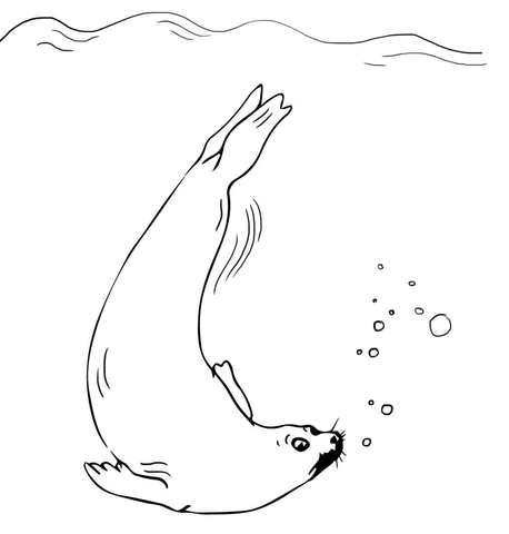 Fur Seal Swimming Coloring page