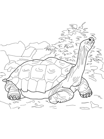 Galapagos Tortoise Coloring page