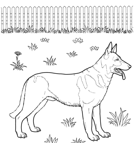 German Shepherd  Coloring page