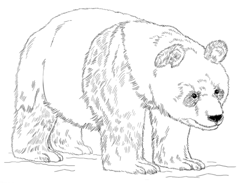 Giant panda bear Coloring page