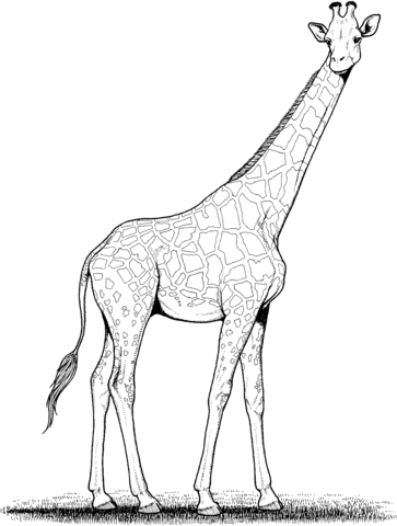 Giraffe 3 Coloring page