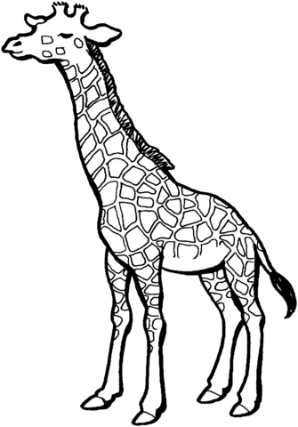 Giraffe 4 Coloring page