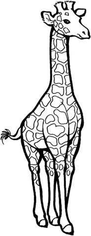 Giraffe 5 Coloring page