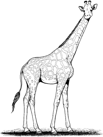 Giraffe 6 Coloring page