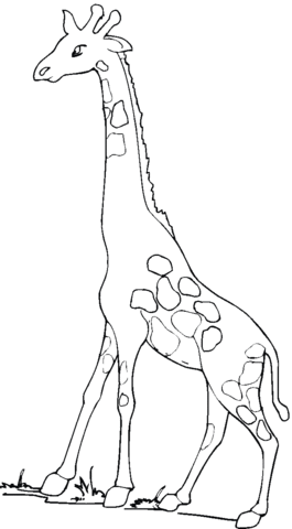 Giraffe 9 Coloring page