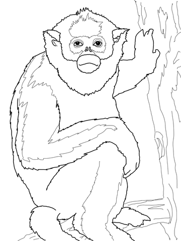 Golden Monkey Coloring page