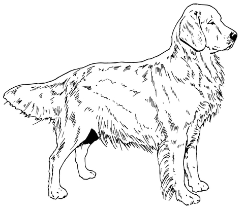 Golden Retriever Dog Coloring page