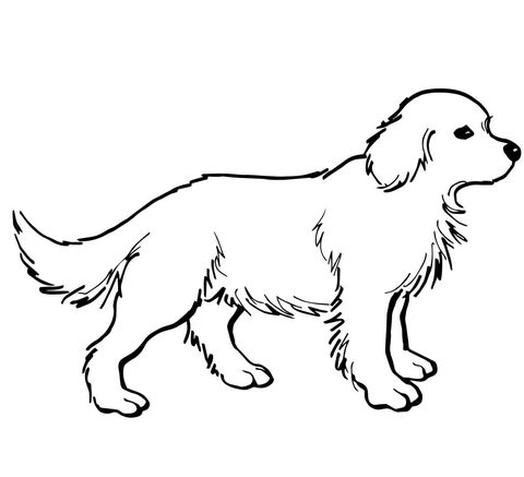 Golden Retriever Puppy Coloring page