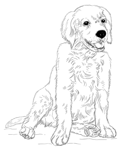 Golden retriever puppy Coloring page