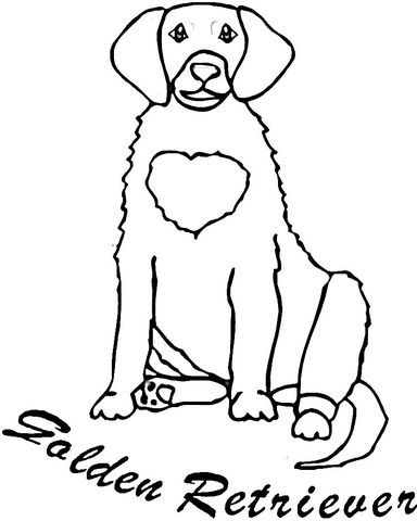 Golden Retriever Coloring page