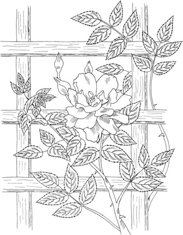 Golden Showers Climbing Rose Coloring page