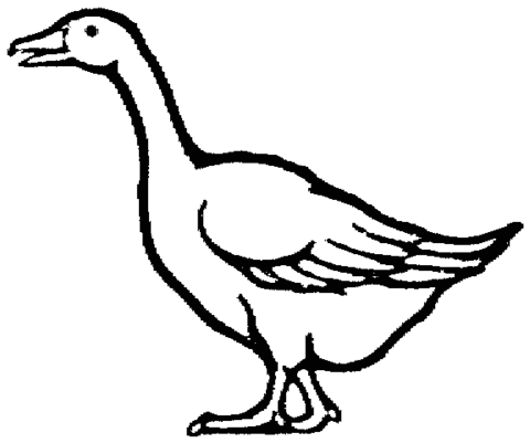 Domestic goose Coloring page