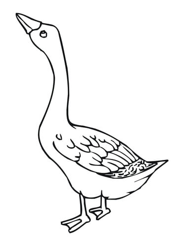 Goose Bird Coloring page