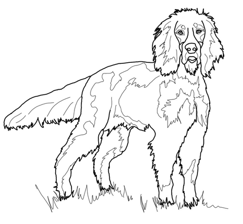 Gordon Setter Coloring page