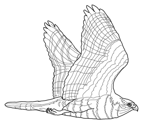 Goshawk Coloring page