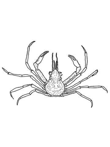 Graceful Decorator Crab Coloring page