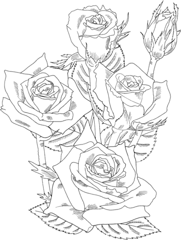 Grandiflora Prominent Bush Roses Coloring page