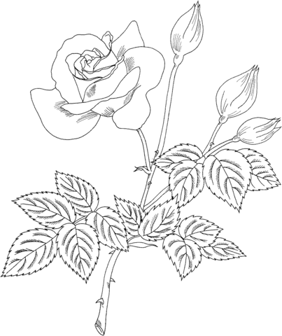 Grandiflora Rose 'Cherry Vanilla' Coloring page