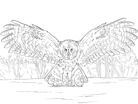 Great Grey Owl Flying Coloring page