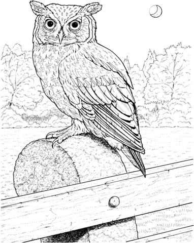 Great Horned Owl Coloring page