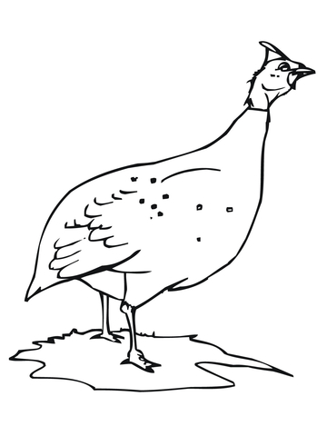 Guinea Fowl or Hen Coloring page