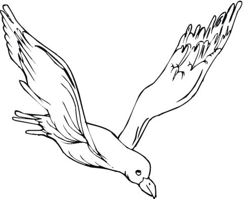 gull Coloring page