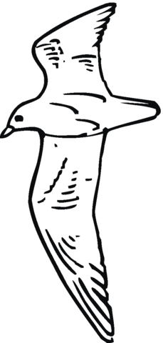 Sea Gull Coloring page