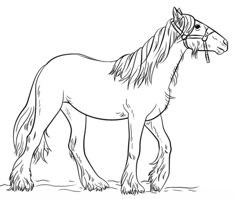 Gypsy Vanner Coloring page