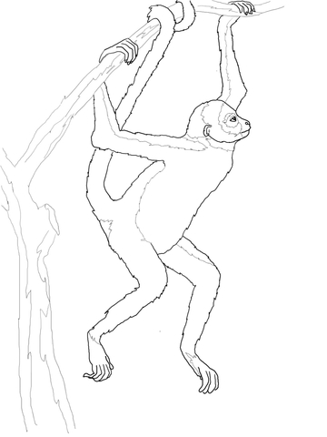 Hanging Spider Monkey Coloring page