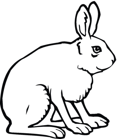 Jack Rabbit Coloring page