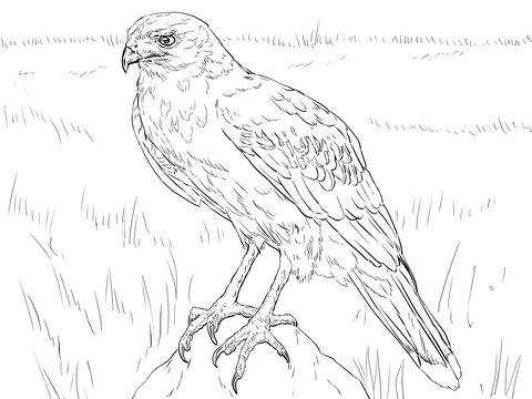 Harris Hawk Coloring page