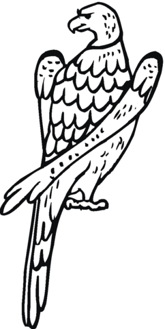 Hawk 19 Coloring page