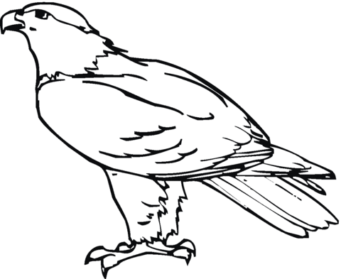 Hawk 24 Coloring page