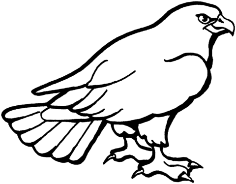 Hawk 3 Coloring page