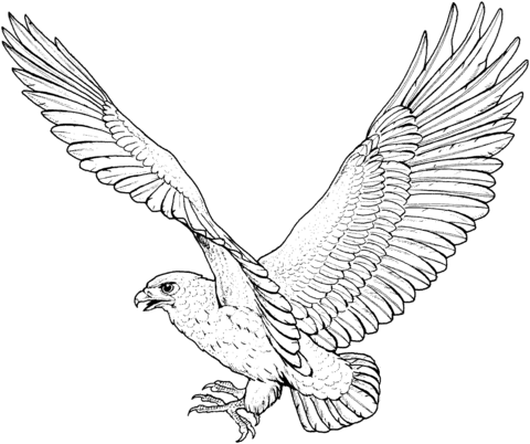 Hawk 5 Coloring page