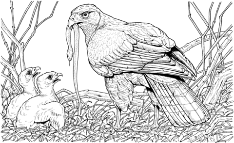 Hawk Brings a Snake for Its Babies Coloring page