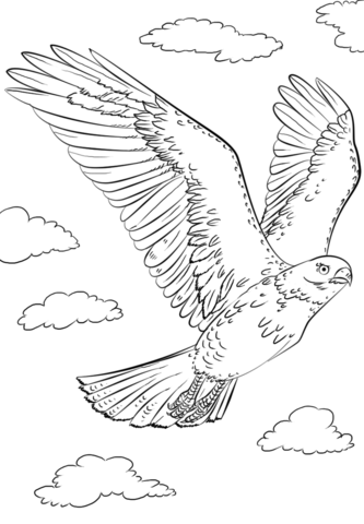 Red-tailed Hawk in Flyght Coloring page