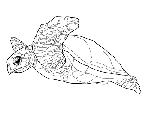 Hawksbill Sea Turtle Coloring page