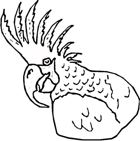 Head of Macaw Coloring page