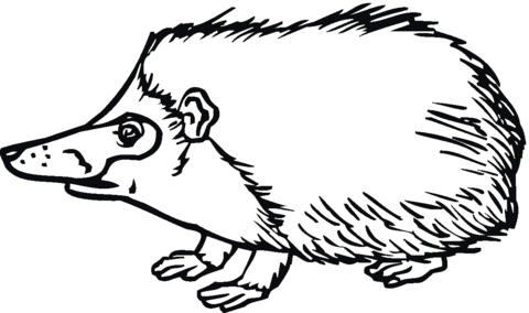 Hedgehog 4 Coloring page