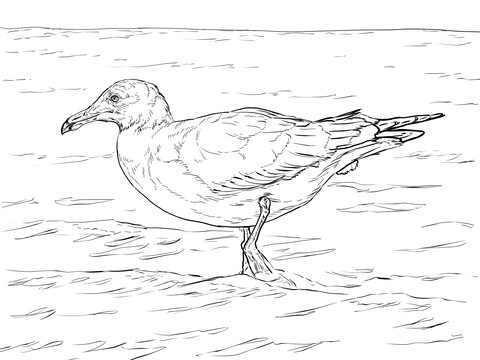 Heermann's Gull Coloring page