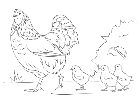 Hen and Cute Chicks Coloring page